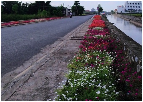 Ngỡ ngàng con đường ở nông thôn đẹp rực rỡ với những luống hoa như trong tranh, dân mạng thích thú khen hết lời