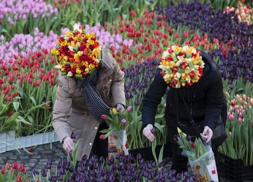 Bê bối động trời về tulip Hà Lan, hàng triệu du khách bị lừa