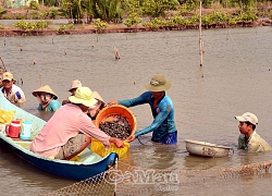 Cà Mau: Dân nuôi loài sò này phát tài nhưng lại "khát"nơi thả giống