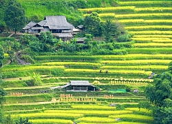 Đồng bào thu hoạch "vàng" ở Hoàng Su Phì