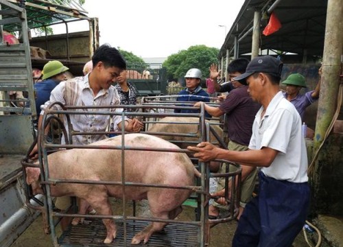 Giá heo hơi tăng "nóng", Bộ Nông nghiệp dự báo gì?