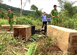 Gia Lai : Khởi tố vụ công trường khai thác gỗ trái phép