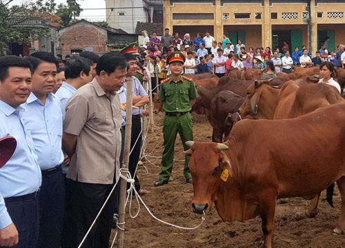 Hà Nội: Phát triển chuỗi chăn nuôi bò thịt chất lượng cao