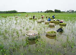 Lam lũ nghề nhổ hẹ mùa nước nổi