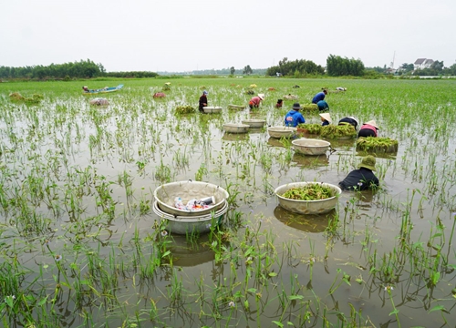 Lam lũ nghề nhổ hẹ mùa nước nổi