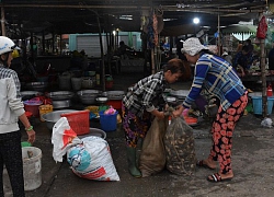 Mùa lũ thấp miền Tây: Cá linh bắt được chỉ đủ ăn, &#8220;chợ ma&#8221; đìu hiu