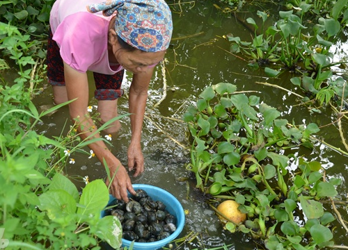 Nuôi 'con 4 tháng không cần ăn vẫn sống': Thắng giòn giã, xây nhà to