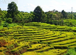 Sắc màu ruộng bậc thang dưới chân đường mòn Hồ Chí Minh