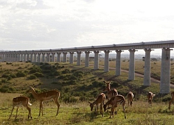 TQ bất ngờ cắt vốn, Kenya gánh dự án đường sắt 'có đầu không có đuôi'