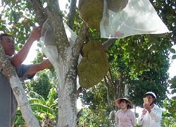 Trồng thứ mít lạ không hạt trên đồi hoang, ai ngờ kiếm bộn tiền