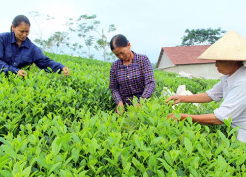 Việt-Trung bắt tay tiêu thụ chè, cà phê: Chờ doanh nghiệp khai phá