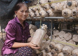 "Vua nấm" Bảy Yết: Người đầu tiên trồng nấm bào ngư ở Việt Nam