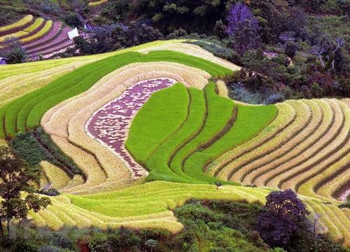 Chiêm ngưỡng 'thiên đường' ruộng bậc thang tại Sơn La