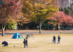 Đến Tokyo dạo dưới tán ngân hạnh nhuộm vàng mùa thu