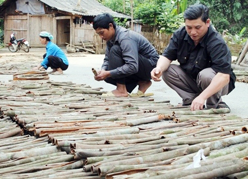 Kỷ lục Bắc Hà: 1 vụ quế bán vỏ, lá thu về gần 300 tỷ đồng