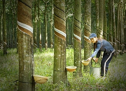 Cao su Phước Hòa (PHR): Thu hàng trăm tỷ tiền đền bù từ KCN, lãi tiền gửi...lãi ròng 9 tháng tăng 64%