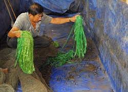 Tỉnh nào cũng có lươn, nhưng bất ngờ là vẫn phải nhập khẩu