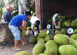 Giá mít tăng cao, nông dân Tiền Giang trồng ồ ạt, bất chấp khuyến cáo