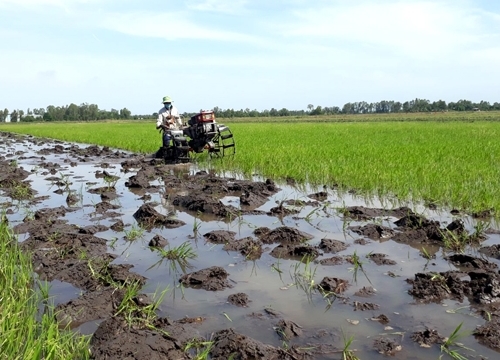 Các địa phương tập trung sản xuất vụ đông