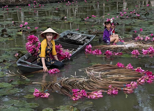 Ghé An Giang mùa nước nổi, mê mẩn ngắm cánh đồng hoa súng đẹp như mơ