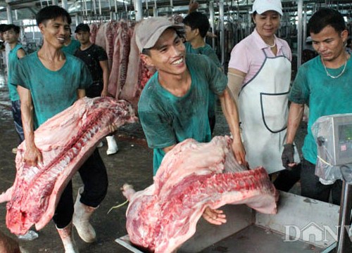 Giá heo hơi tăng cao, "ông lớn" cũng nghĩ chuyện... nhập thịt