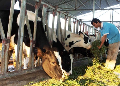 Hội Nông dân tham gia gỡ khó cho người chăn nuôi bò sữa