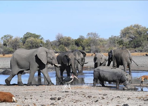 Hơn 100 con voi chết ở Botswana nghi do nhiễm bệnh than