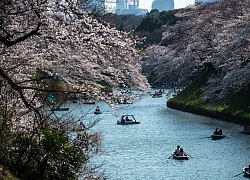 Khám phá hoàng cung Tokyo tráng lệ - nơi Nhật Hoàng làm lễ đăng quang