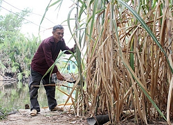 Lãi thấp &#8220;bóp nghẹt&#8221; cây mía, nông dân càng trồng càng nghèo