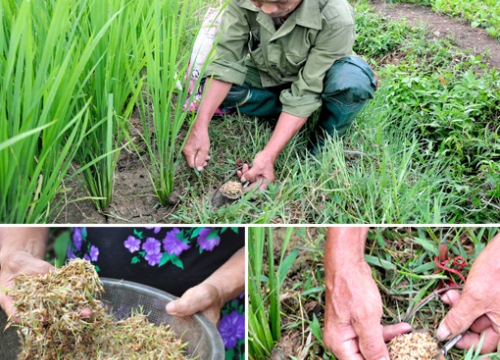 Lão nông kỳ tài có tuyệt kỹ bắt chuột nổi tiếng đất Tuyên Quang