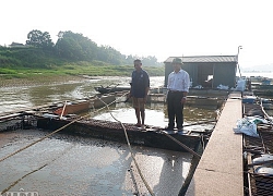 Tiết lộ tuyệt chiêu "làm ao trên sông" giúp cá lớn nhanh như thổi