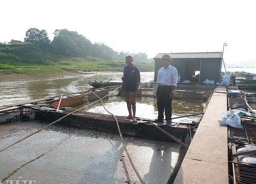 Tiết lộ tuyệt chiêu "làm ao trên sông" giúp cá lớn nhanh như thổi