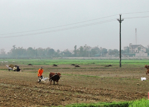 Tranh thủ nắng ráo, Vũ Quang tập trung hoàn thành hơn 1.380 ha cây vụ đông