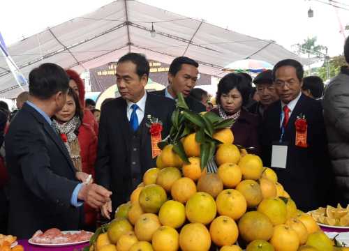 78.000 tấn cam treo trên cây, dân Cao Phong sắp hái tiền tỷ