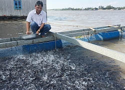 An Giang: Nuôi dày đặc cá đuôi đỏ như son, bắt 100 tấn, lời tiền tỷ