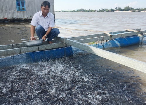 An Giang: Nuôi dày đặc cá đuôi đỏ như son, bắt 100 tấn, lời tiền tỷ