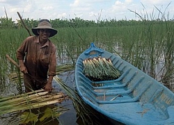 Cà Mau: Dân ăn nên làm ra từ thứ cỏ dại mọc tốt lút cả đầu người