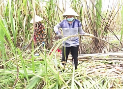 Hàng ngàn ha mía sẽ thiệt hại nếu nhà máy đường chậm thu mua