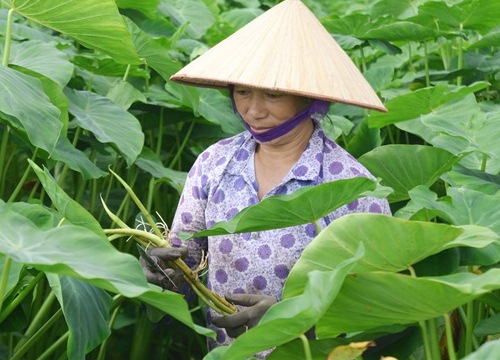 Lạ Hải Dương: Trồng khoai lấy ngó, tưởng dở ai dè cho lãi cực khủng