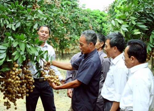 Làm thương hiệu cho nông sản Hà Nội: "Chìa khóa" mở cửa thị trường