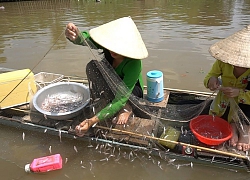 Mùa cá cơm đã đến chỉ 1 tay lưới đầy thau, cá cơm kho khóm ăn hết nồi cơm