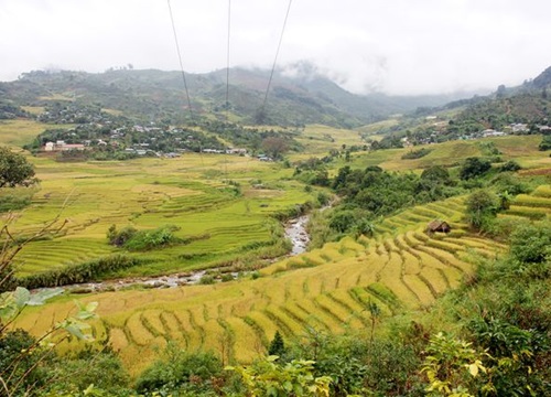 Mùa lúa vàng trên "xứ sở sương mù" Măng Ri