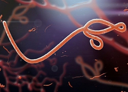 Nhật Bản "nhập khẩu" virus Ebola chuẩn bị cho Thế vận hội 2020