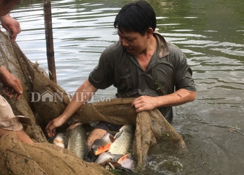 Nông dân Mai Châu nuôi cá ngon, trồng tía tô Hàn Quốc mà giàu