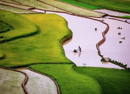 Ruộng bậc thang Mù Cang Chải đẹp mê hồn, giới trẻ 'hò' nhau lên đường