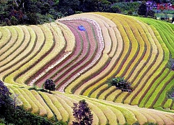 Trải vàng những "bậc thang lên trời" ở Bắc Yên