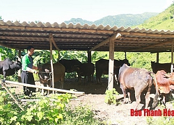 305.289 khách hàng vay vốn phát triển nông nghiệp, nông thôn