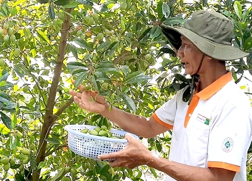 An Giang: Cả làng trồng xoài, mình trồng cà na lại ra lắm tiền