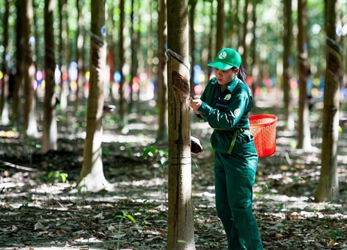 Lợi nhuận Tập đoàn Cao su tăng mạnh trước ngày lên sàn HoSE