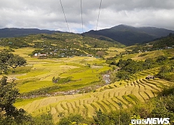 Lúa chín vàng tuyệt đẹp trên xứ sở sương mù Măng Ri, Kon Tum